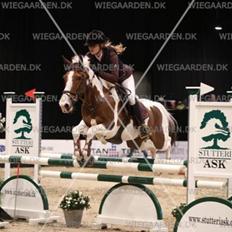 Hollandsk Sportspony Monique (For sale)