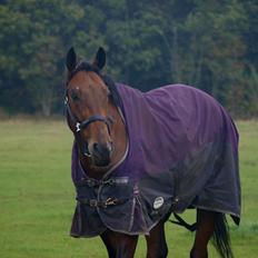 Dansk Varmblod Kjeldgårdens Temtus