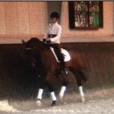 Dansk Varmblod Kjeldgårdens Temtus