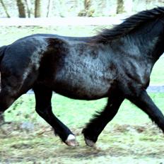 Nordsvensk Skovhest Elvis