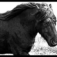 Nordsvensk Skovhest Elvis