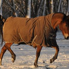 Tysk Sportspony Miré