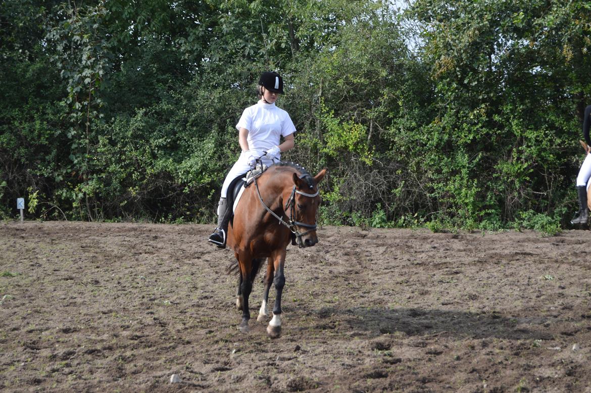 New Forest Angelina Bay -Drømmeponyen- - Stævne med Marie billede 20