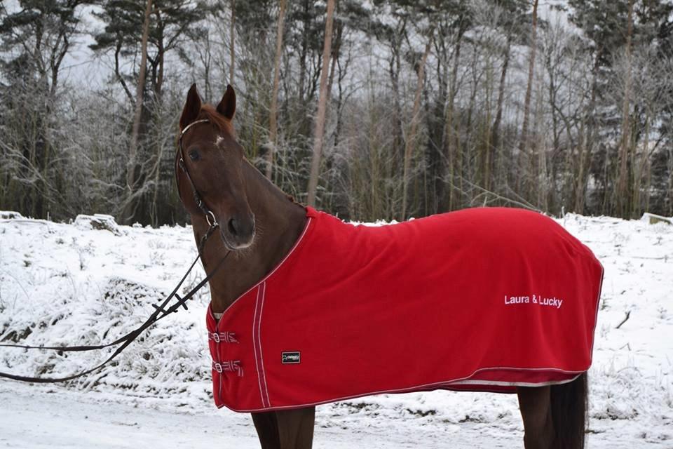 Dansk Varmblod Lucky ~ Lamaen ~ [Lånehest] billede 9