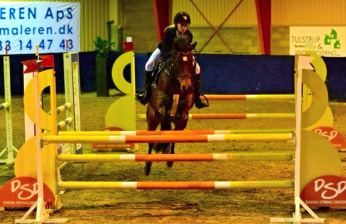 DSP Bæklunds Arquette - HIS landsstævne billede 6