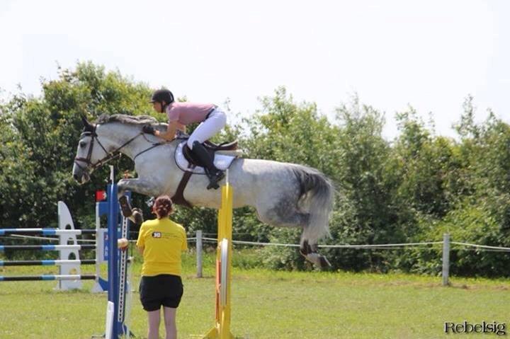 Dansk Varmblod AB´s Catwalk - AVLSHOPPE - Vinder af MA Der Grosser Preiss i Kongeå billede 14