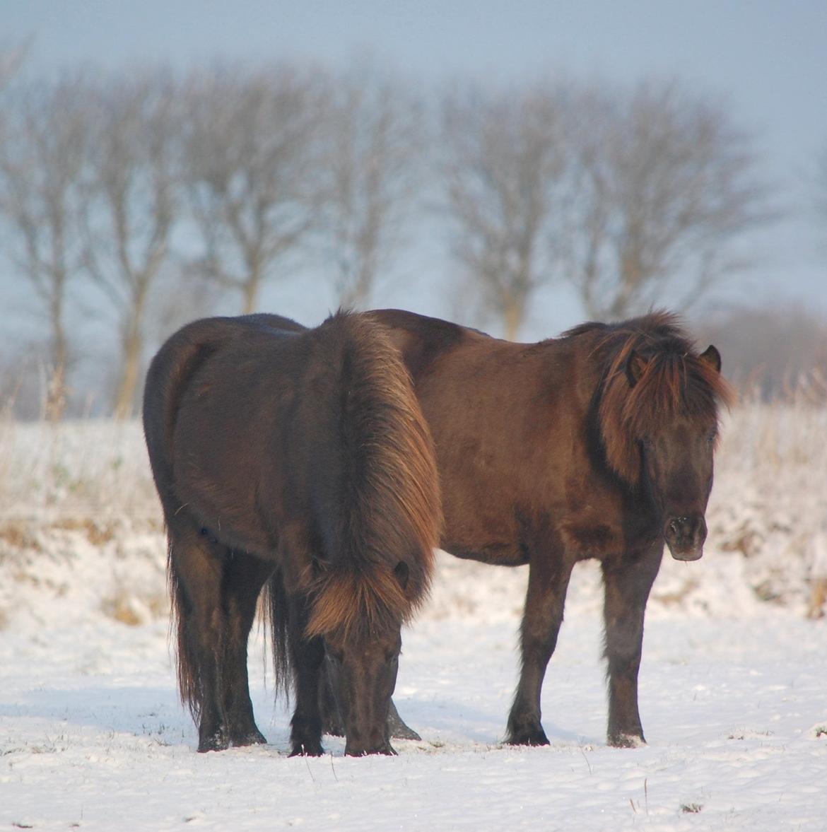 Islænder Fina fra Døesbæk billede 22