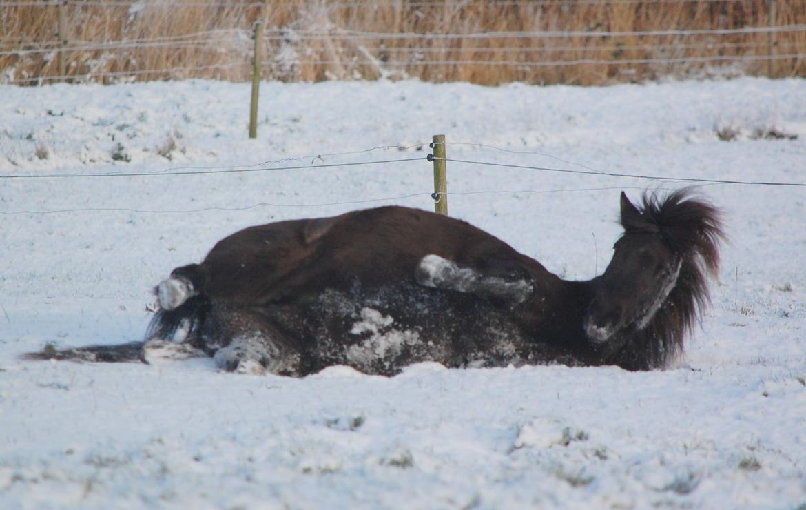 Islænder Fina fra Døesbæk billede 10