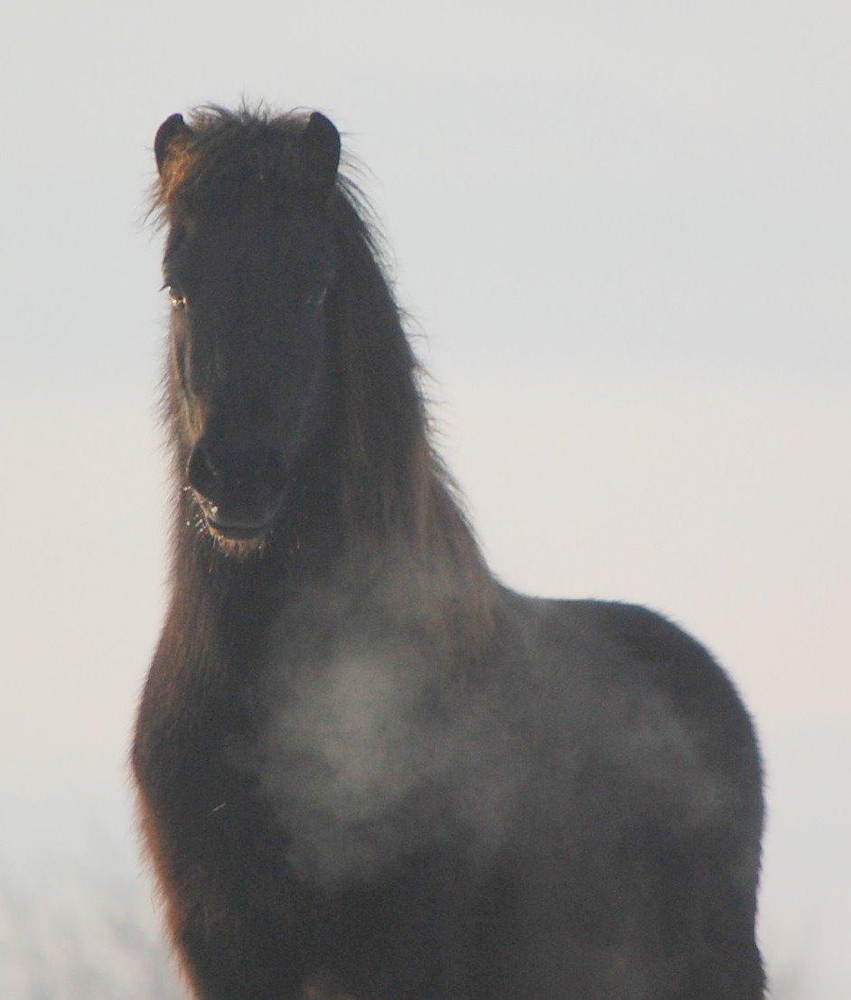 Islænder Harpa fra Klim Bjerg billede 3