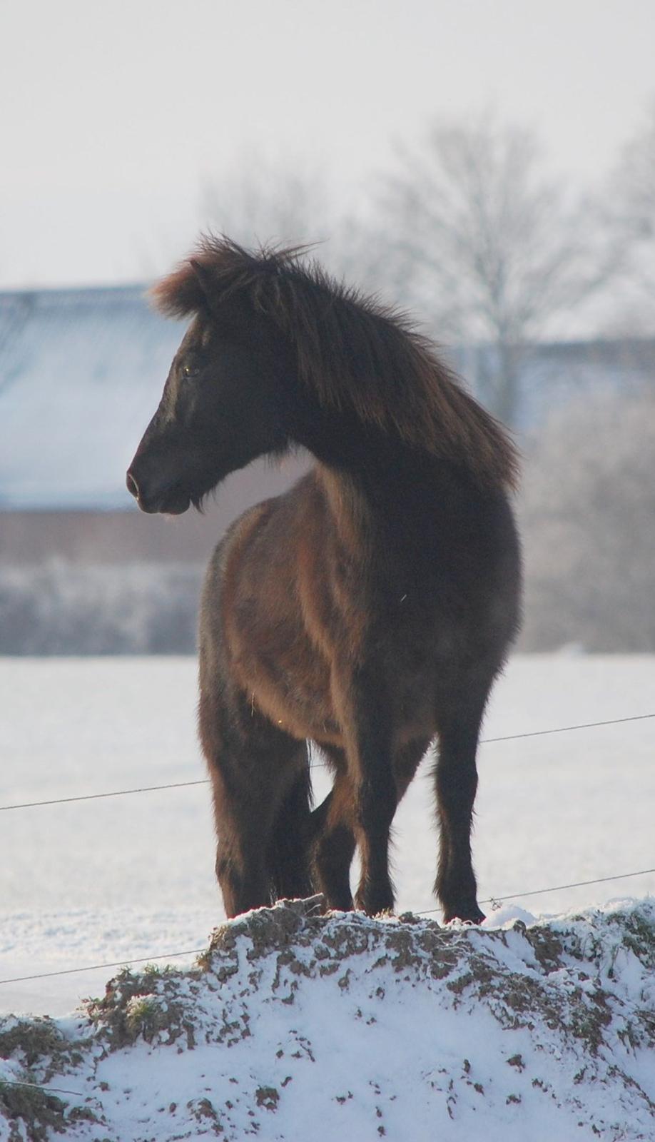 Islænder Harpa fra Klim Bjerg billede 8