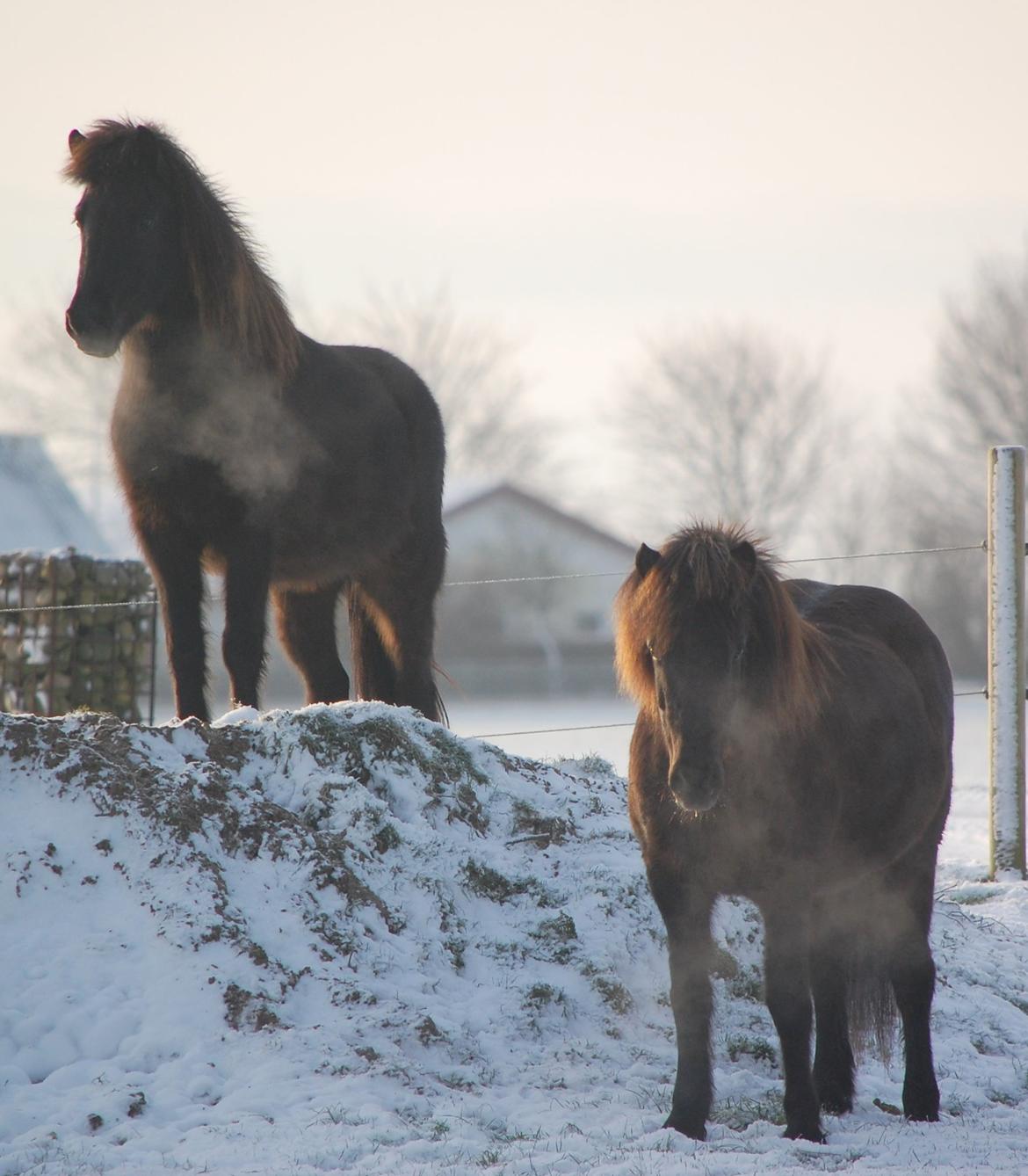 Islænder Harpa fra Klim Bjerg billede 13