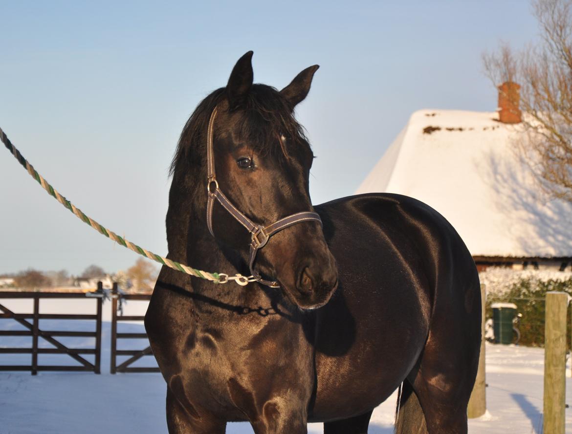 Dansk Varmblod Deus Ex billede 4