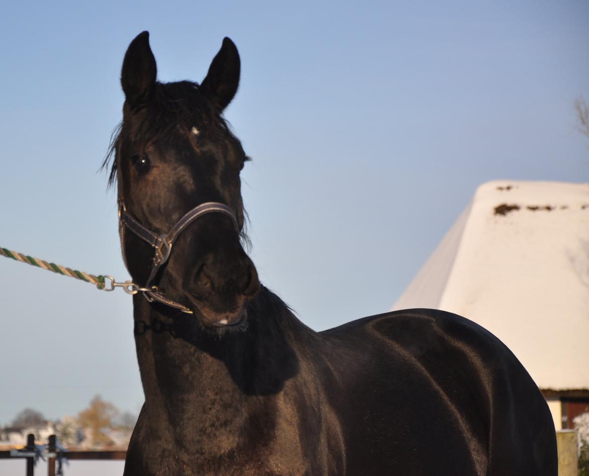 Dansk Varmblod Deus Ex billede 6