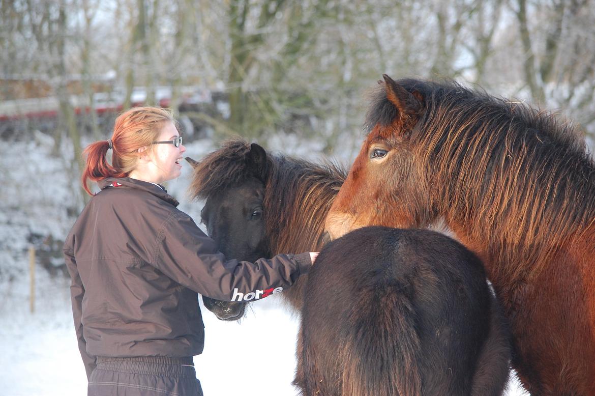 Islænder Faxnir fra Østervang billede 24