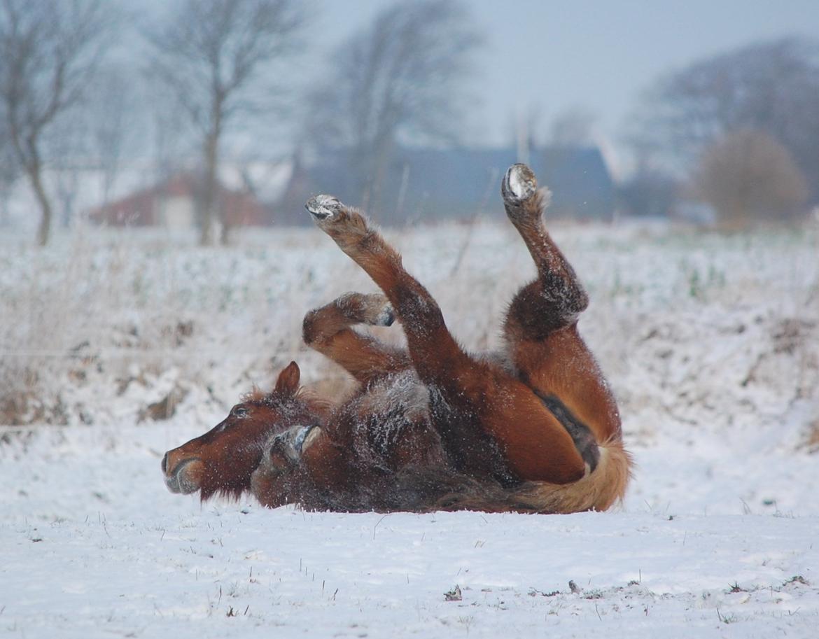 Islænder Skutla fra Anglesey billede 4