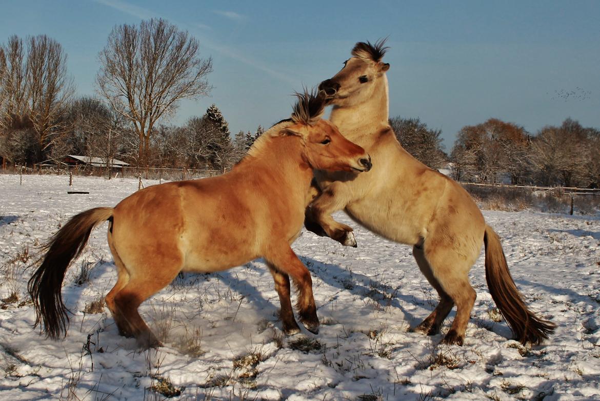 Fjordhest HESSELBERGS HELIOS - Tjalfe og Helios leger :) foto: mig billede 7