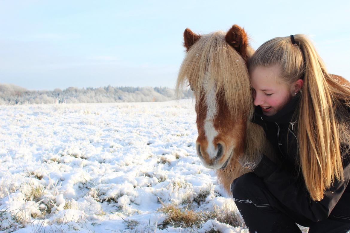 Shetlænder Bella. - Sidste dag med Bella pigen.. hun er savnet billede 2