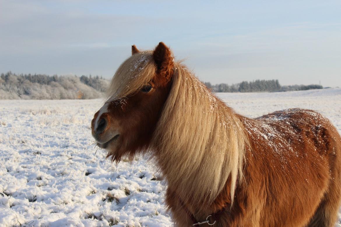 Shetlænder Bella. billede 20