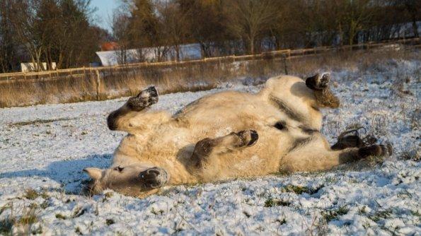 Fjordhest HESSELBERGS HELIOS - der er intet bedre end at rulle sig i sne! foto: Tehs billede 8