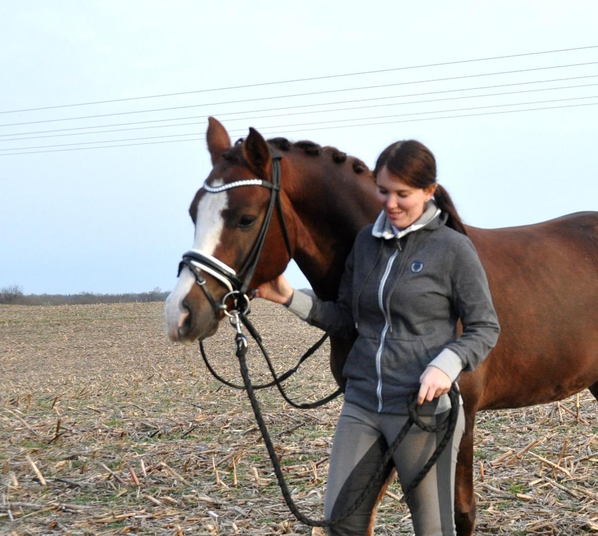 Welsh Cob (sec D) Hvedholms William billede 9