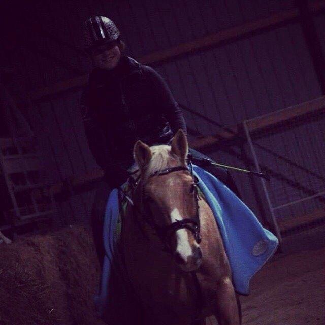 Palomino Semper Fidelis Blue billede 1