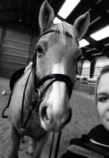 Palomino Semper Fidelis Blue billede 13