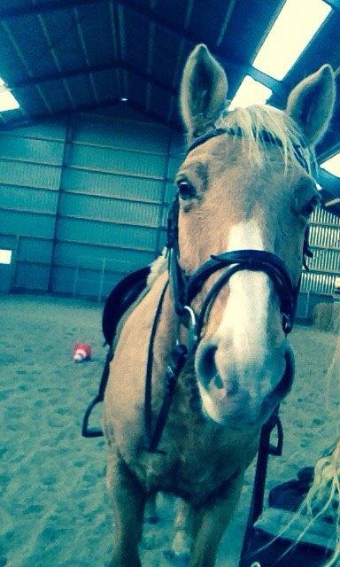 Palomino Semper Fidelis Blue billede 11