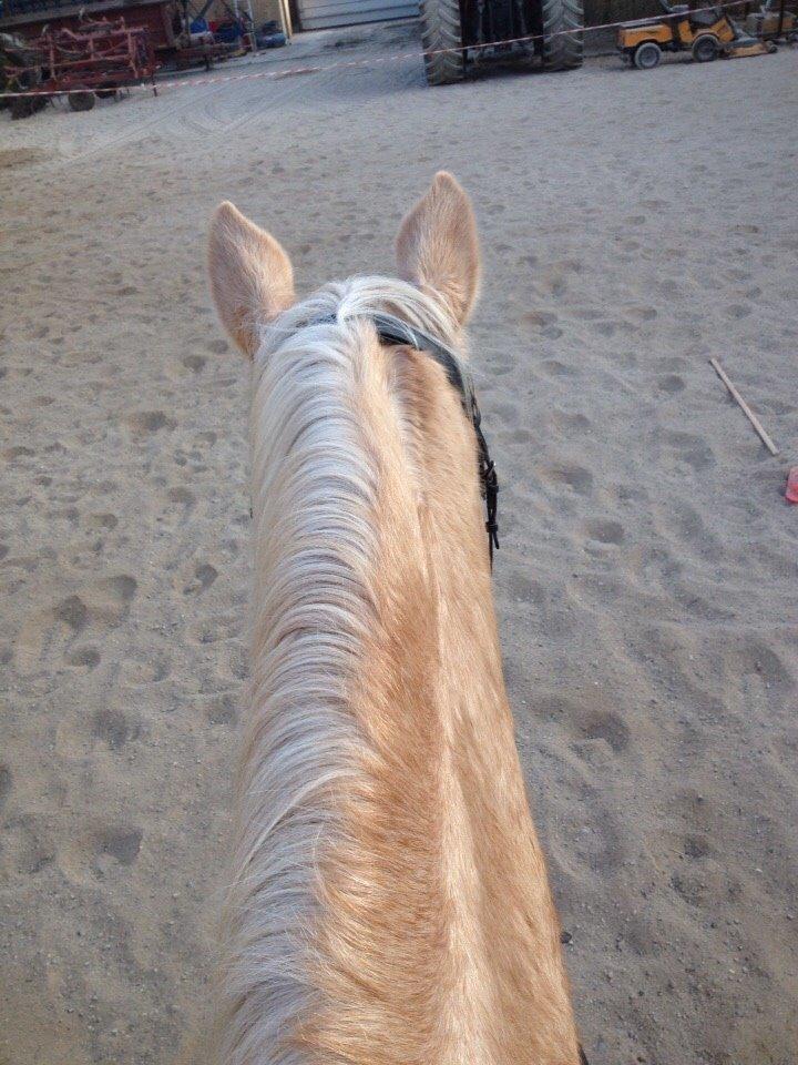 Palomino Semper Fidelis Blue billede 4