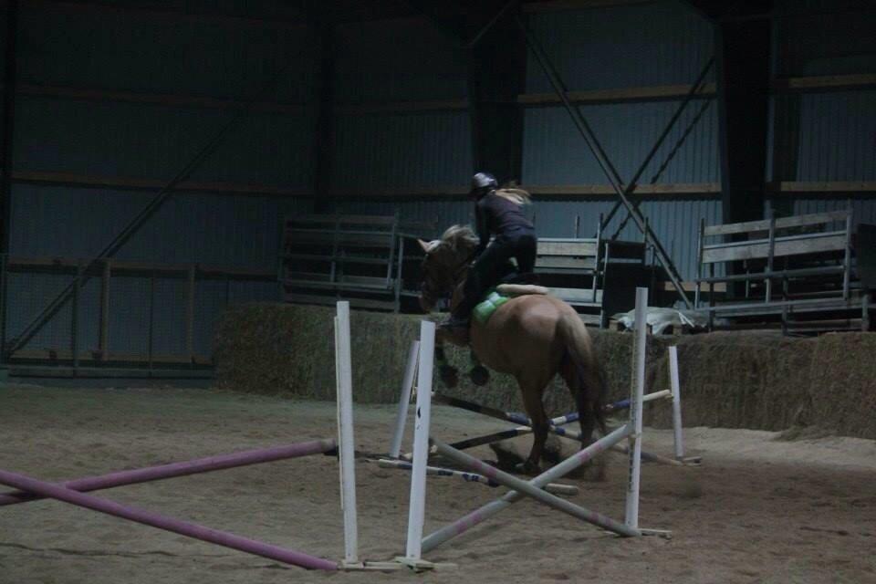 Palomino Semper Fidelis Blue billede 6