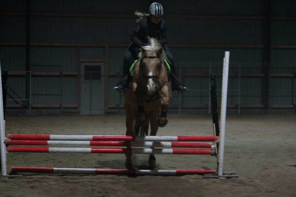 Palomino Semper Fidelis Blue billede 7