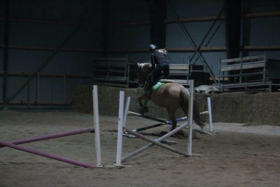 Palomino Semper Fidelis Blue billede 10