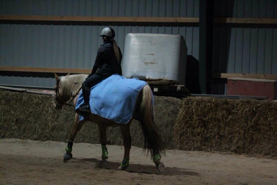 Palomino Semper Fidelis Blue billede 12