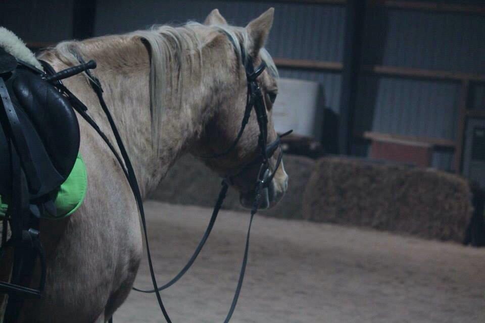 Palomino Semper Fidelis Blue billede 14