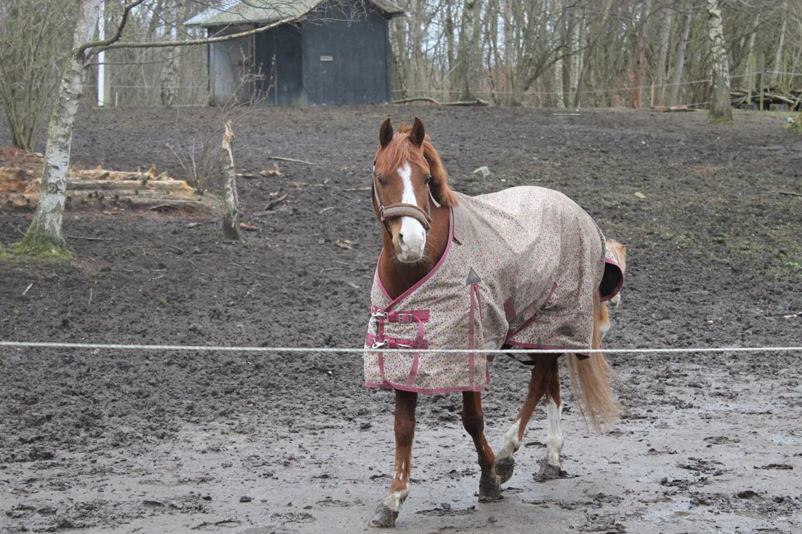 DSP Nyholms Sinatra billede 25