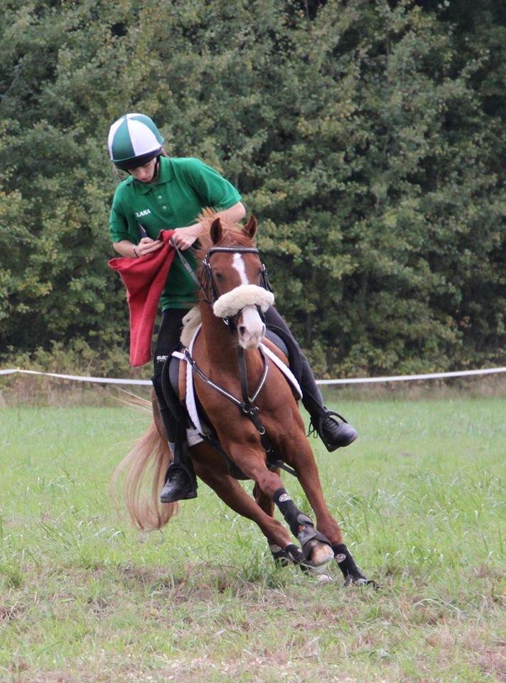 DSP Nyholms Sinatra billede 8