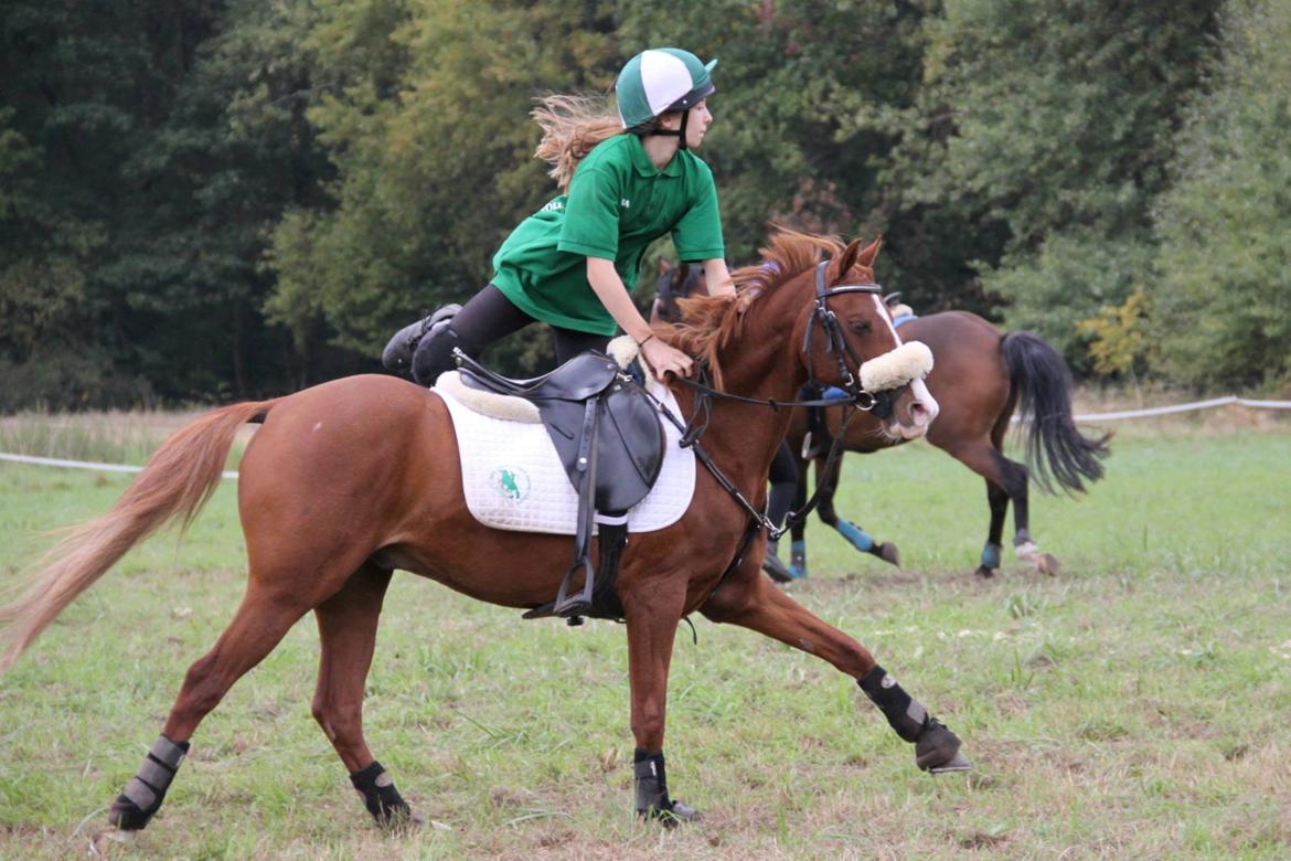 DSP Nyholms Sinatra billede 4