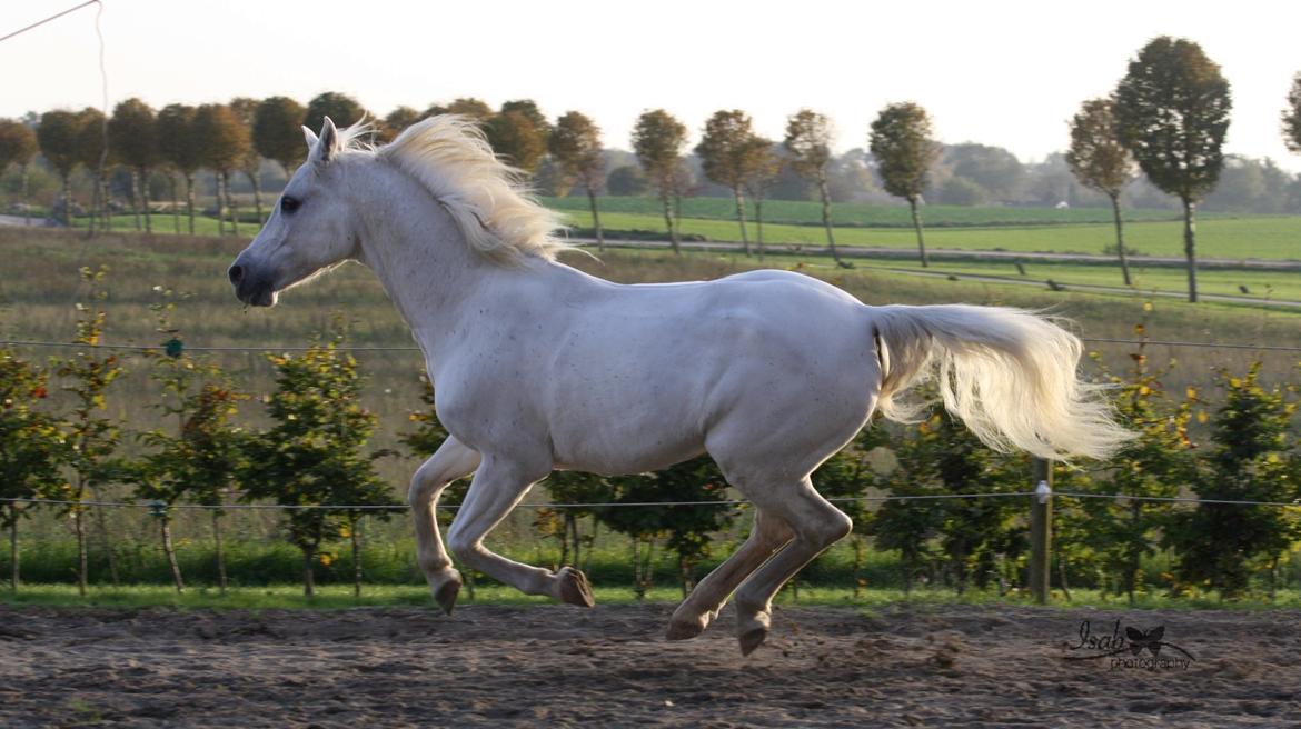 Shagya Araber (SH) Seagal Bajar billede 21