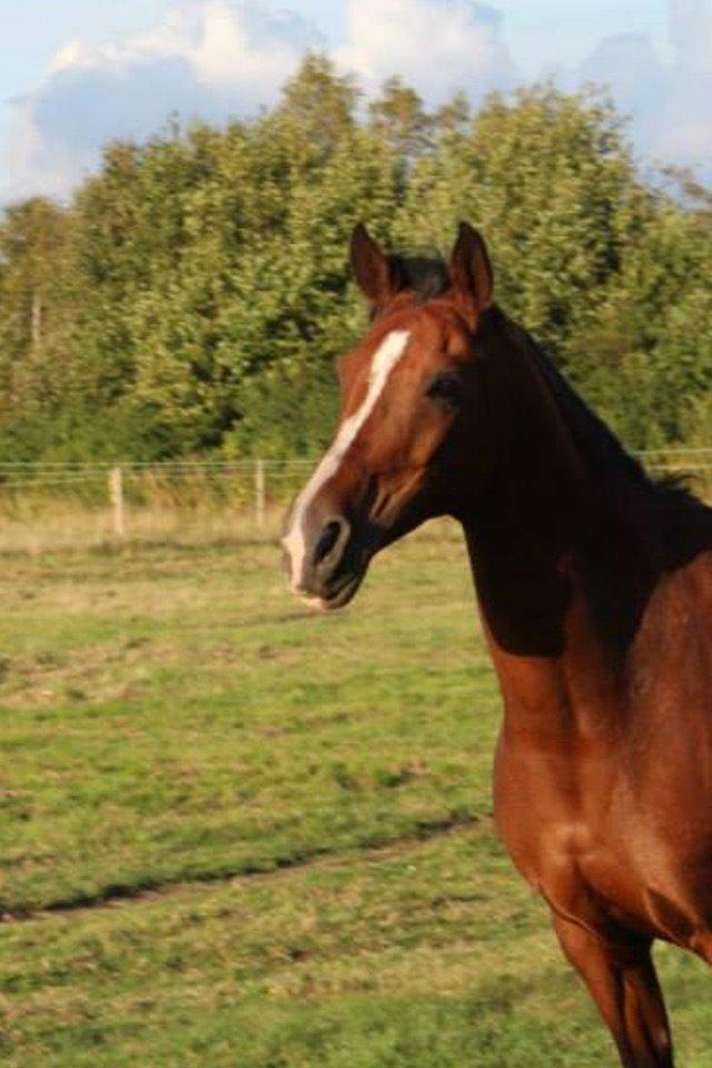 Arabisk fuldblod (OX) Akija OX billede 3