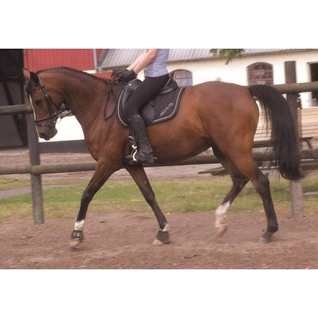 Arabisk fuldblod (OX) Akija OX billede 6