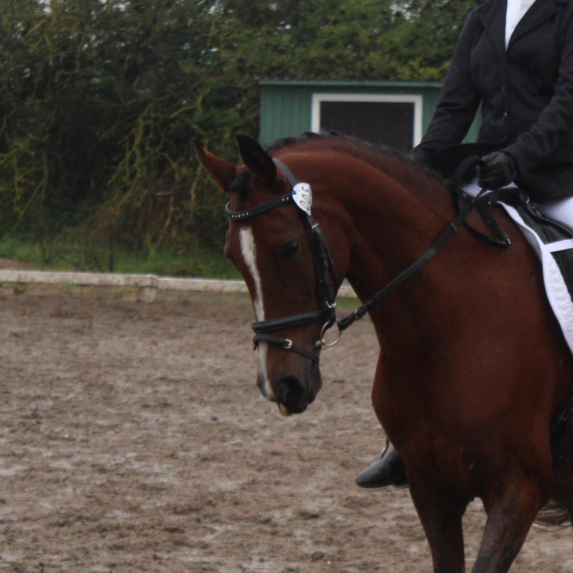 Arabisk fuldblod (OX) Akija OX billede 15