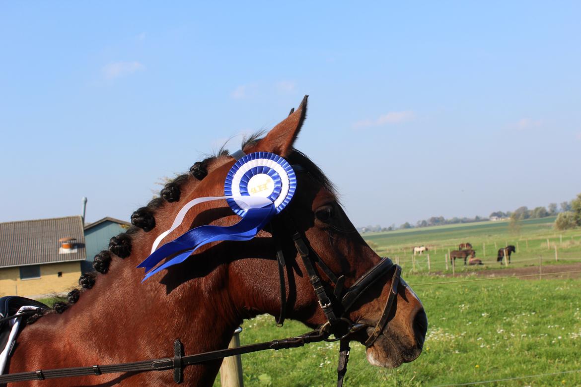 Arabisk fuldblod (OX) Akija OX billede 16