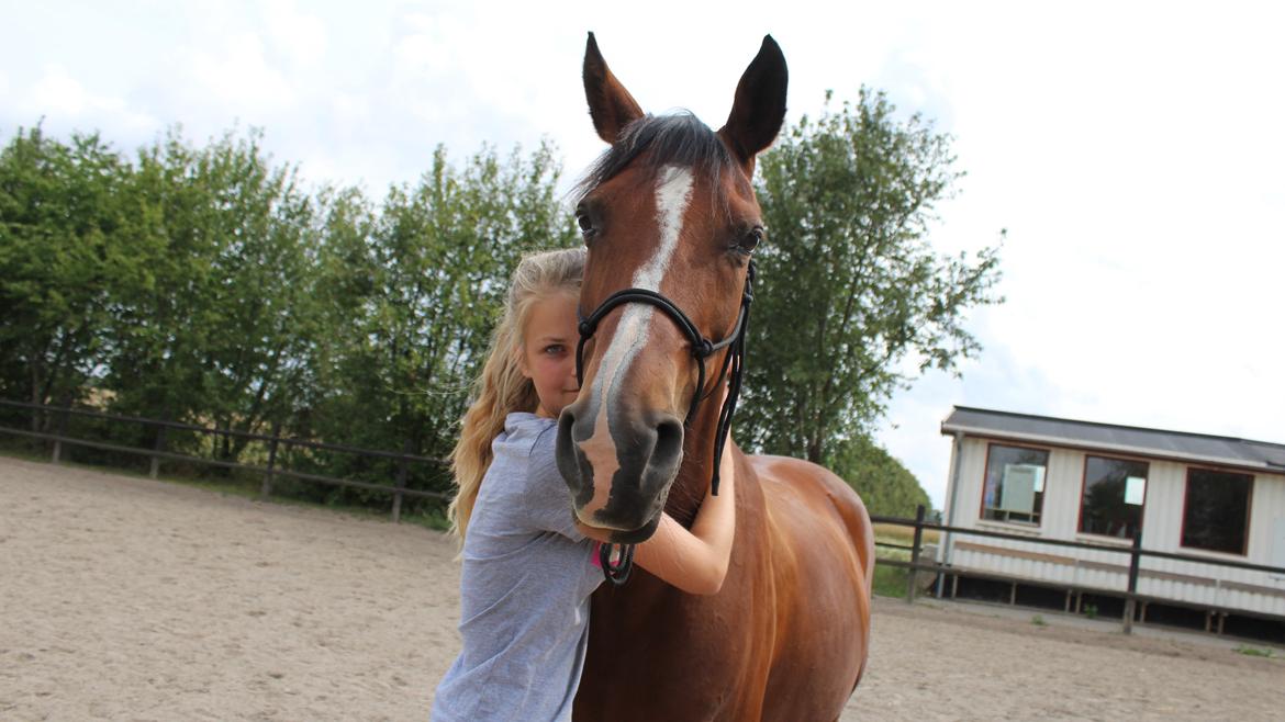 Arabisk fuldblod (OX) Akija OX billede 17