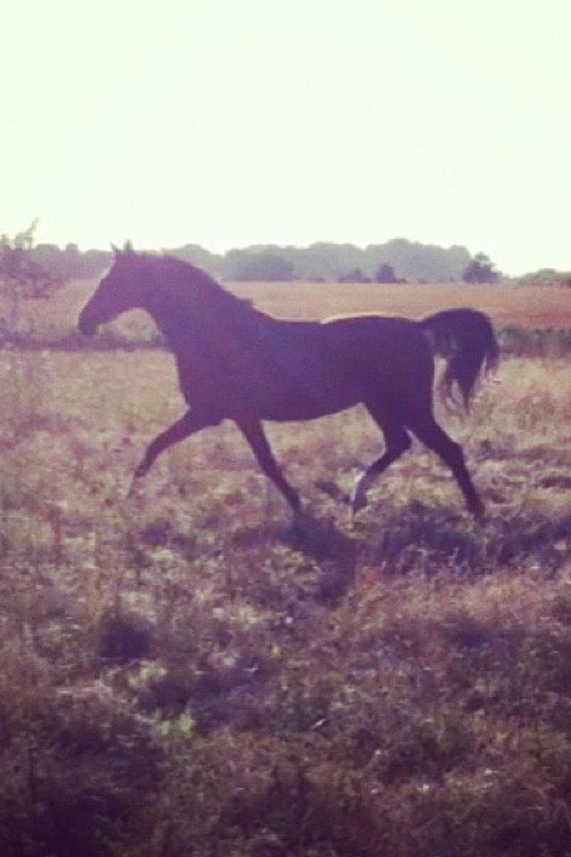 Arabisk fuldblod (OX) Akija OX billede 18