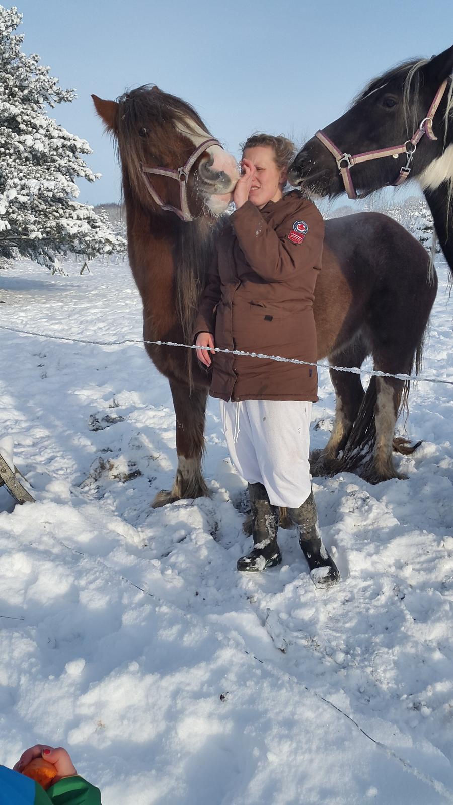 Tinker Dreamhorse's Dunflaith billede 3