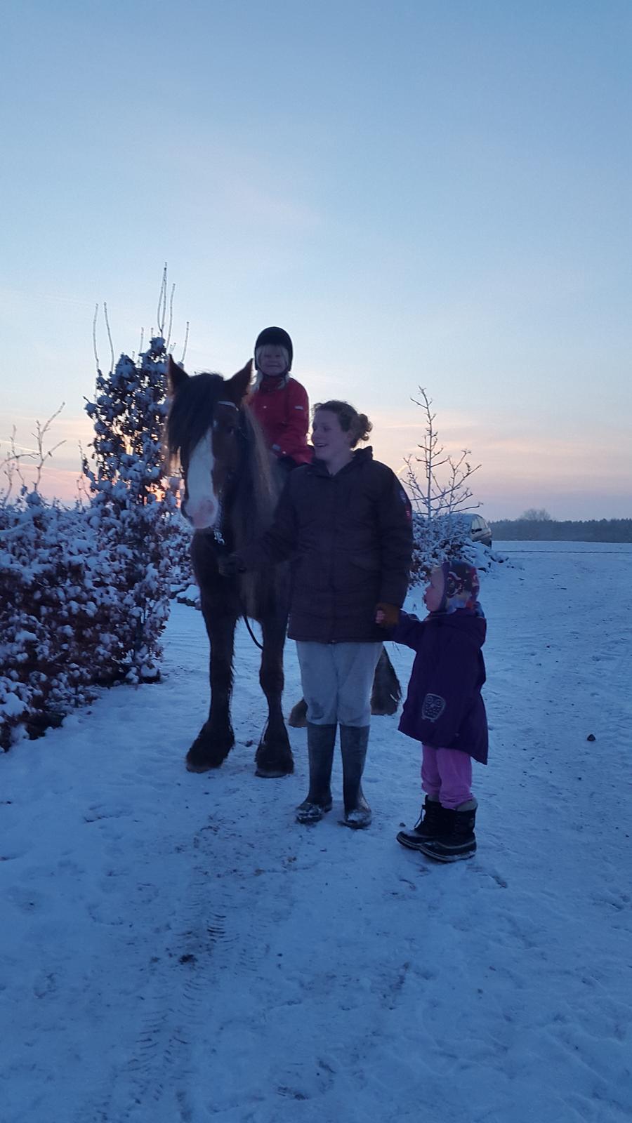 Tinker Dreamhorse's Dunflaith billede 1