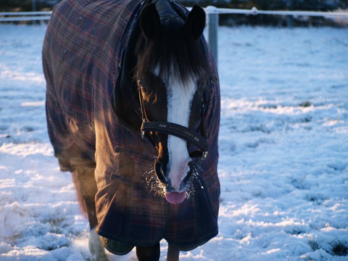 Welsh Partbred (Sec F) Hollywood's Bobby Brown  - Bobby i sneen 2014 :p billede 18