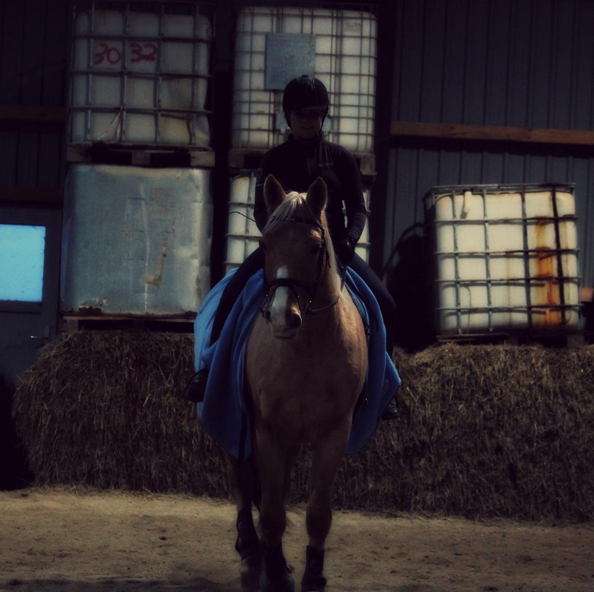 Palomino Semper Fidelis Blue billede 9