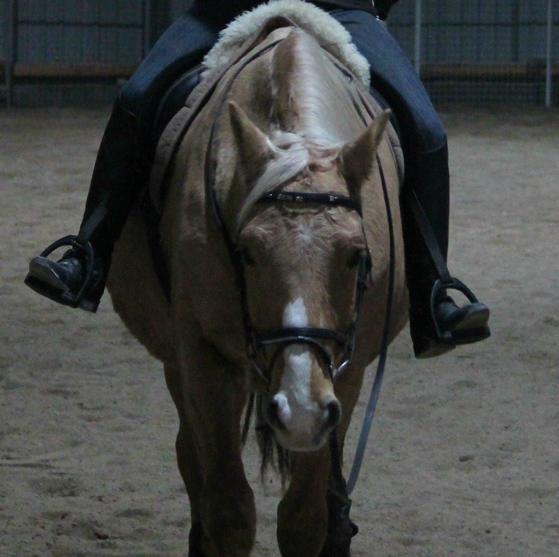 Palomino Semper Fidelis Blue billede 3