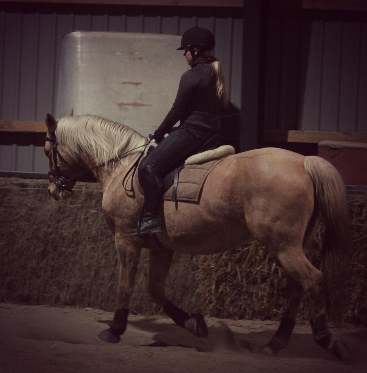 Palomino Semper Fidelis Blue billede 8