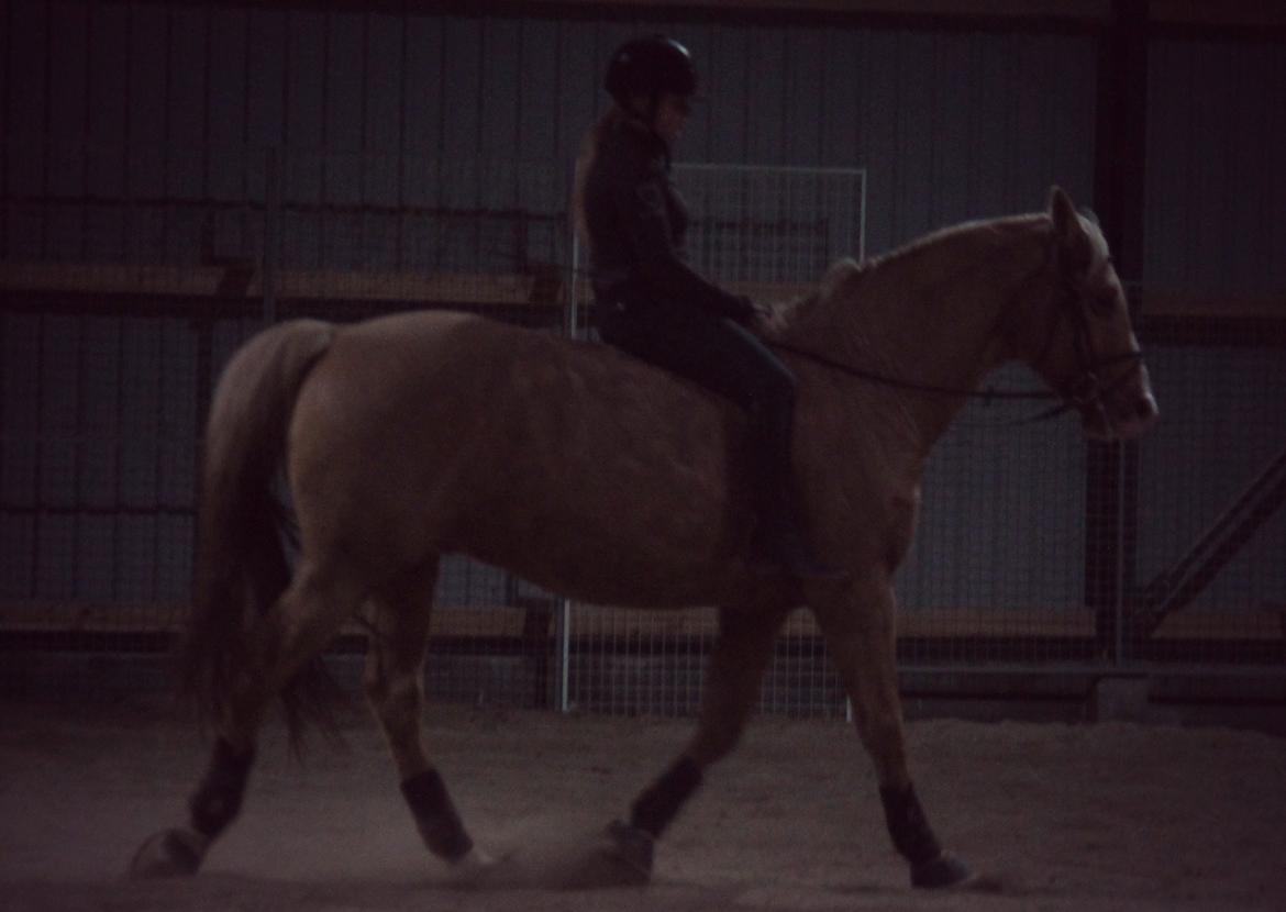 Palomino Semper Fidelis Blue billede 5